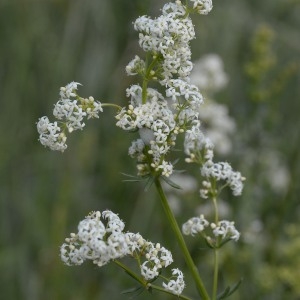 Photographie n°1963202 du taxon Galium album Mill. [1768]