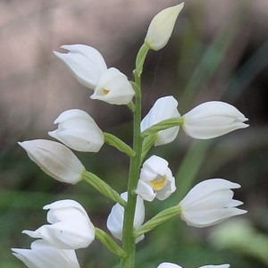 Photographie n°1963205 du taxon Cephalanthera longifolia (L.) Fritsch [1888]