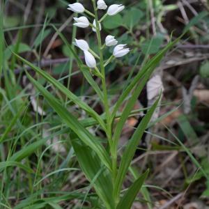 Photographie n°1963208 du taxon Cephalanthera longifolia (L.) Fritsch [1888]