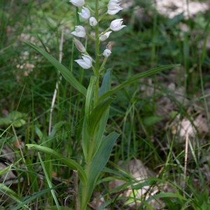 Photographie n°1963209 du taxon Cephalanthera longifolia (L.) Fritsch [1888]