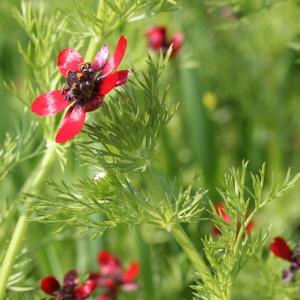 Photographie n°1963221 du taxon Adonis annua L.