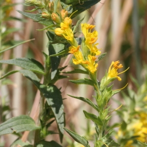  - Odontites luteus subsp. lanceolatus (Gaudin) P.Fourn.