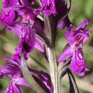  - Dactylorhiza angustata (Arv.-Touv.) D.Tyteca & Gathoye