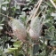  Marie  Portas - Astragalus vesicarius L.