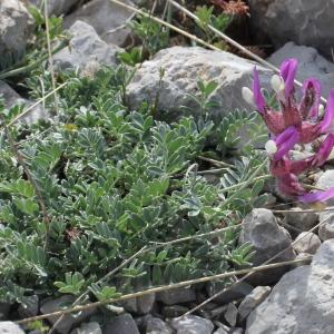 Photographie n°1963668 du taxon Astragalus vesicarius L.