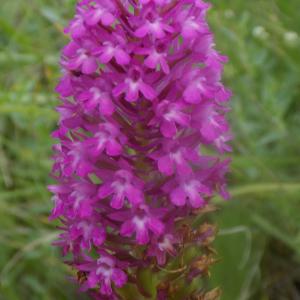 Photographie n°1964114 du taxon Anacamptis pyramidalis (L.) Rich. [1817]