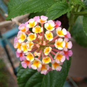 Photographie n°1964530 du taxon Lantana camara L. [1753]