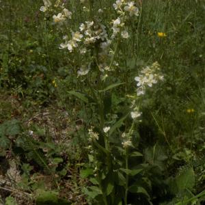 Photographie n°1964567 du taxon Verbascum lychnitis L. [1753]