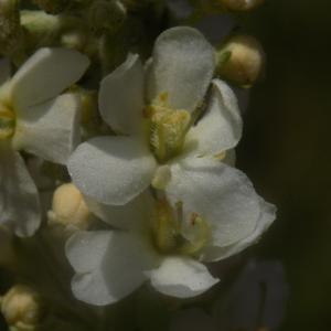 Photographie n°1964568 du taxon Verbascum lychnitis L. [1753]