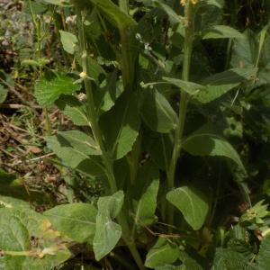 Photographie n°1964569 du taxon Verbascum lychnitis L. [1753]