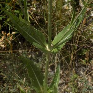 Photographie n°1964713 du taxon Dipsacus fullonum L. [1753]