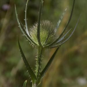 Photographie n°1964777 du taxon Dipsacus fullonum L. [1753]