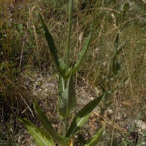 Photographie n°1964790 du taxon Dipsacus fullonum L. [1753]