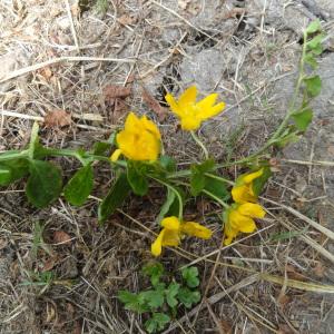 Photographie n°1965135 du taxon Lysimachia nummularia L. [1753]