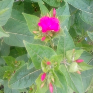 Photographie n°1965194 du taxon Mirabilis jalapa L. [1753]