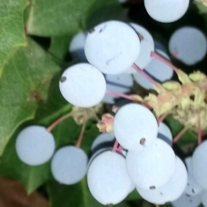 Photographie n°1965300 du taxon Mahonia aquifolium (Pursh) Nutt. [1818]