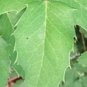 Photographie n°1965302 du taxon Mahonia aquifolium (Pursh) Nutt. [1818]