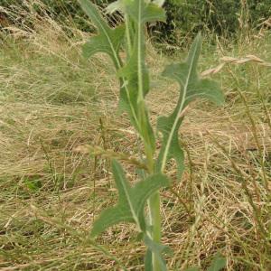 Photographie n°1965443 du taxon Lactuca serriola L. [1756]