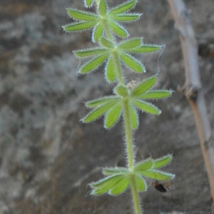 Photographie n°1965786 du taxon Galium maritimum L. [1767]