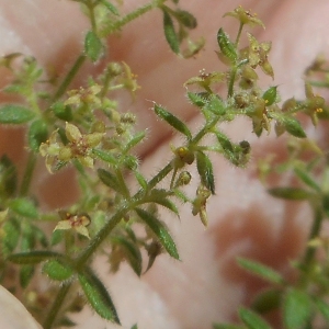 Photographie n°1965788 du taxon Galium maritimum L. [1767]