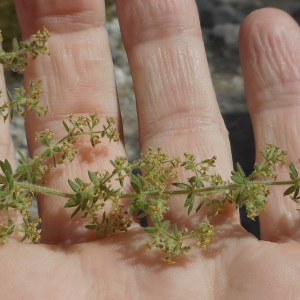 Photographie n°1965795 du taxon Galium maritimum L. [1767]