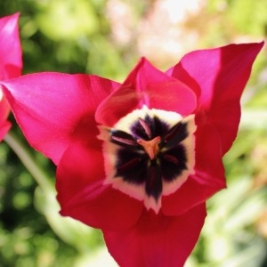  - Tulipa didieri Jord. [1846]