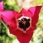  Natan TORRES - Tulipa didieri Jord. [1846]