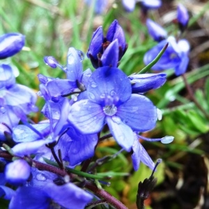  - Veronica austriaca subsp. austriaca 