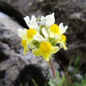 Photographie n°1966182 du taxon Linaria supina subsp. pyrenaica (DC.) Nyman [1881]