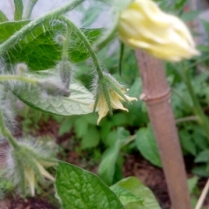 Photographie n°1966969 du taxon Solanum lycopersicum L. [1753]