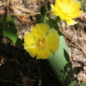 Photographie n°1967003 du taxon Opuntia humifusa (Raf.) Raf. [1830]