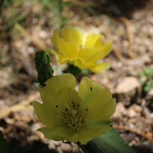 Photographie n°1967009 du taxon Opuntia humifusa (Raf.) Raf. [1830]