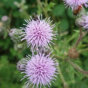 Photographie n°1967052 du taxon Cirsium arvense (L.) Scop. [1772]