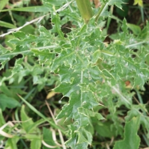 Photographie n°1967053 du taxon Cirsium arvense (L.) Scop. [1772]