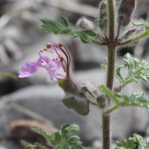 Photographie n°1967114 du taxon Teucrium botrys L.