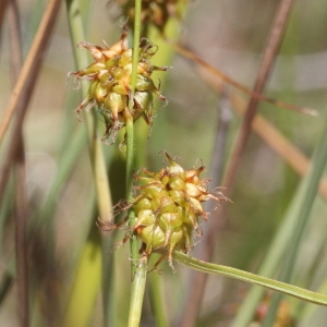 Carex flava L. (Laiche jaunâtre)