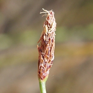 Photographie n°1967270 du taxon Eleocharis palustris (L.) Roem. & Schult. [1817]