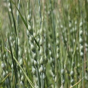 Photographie n°1967289 du taxon Aegilops ventricosa Tausch