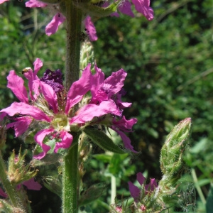 Photographie n°1967395 du taxon Lythrum salicaria L.