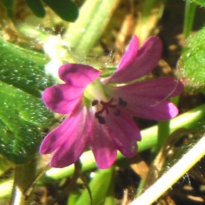 Photographie n°1967544 du taxon Geranium molle L. [1753]