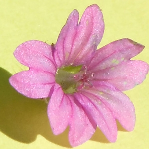 Photographie n°1967546 du taxon Geranium molle L. [1753]