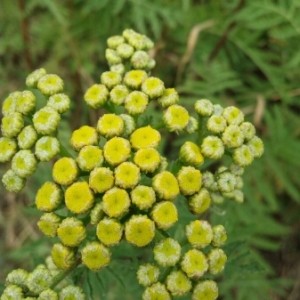 Photographie n°1967617 du taxon Tanacetum vulgare L. [1753]