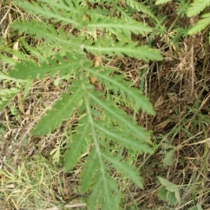 Photographie n°1967618 du taxon Tanacetum vulgare L. [1753]