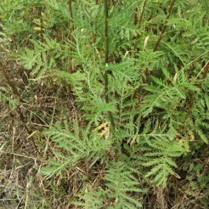 Photographie n°1967619 du taxon Tanacetum vulgare L. [1753]