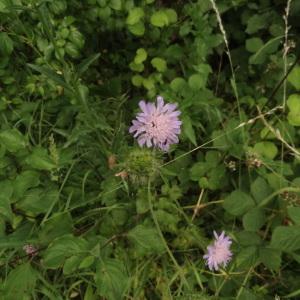 Photographie n°1967861 du taxon Knautia arvensis (L.) Coult. [1828]