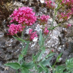 Photographie n°1967898 du taxon Centranthus ruber (L.) DC. [1805]