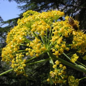 Ferula candelabrum Heldr. & Sart. (Férule glauque)