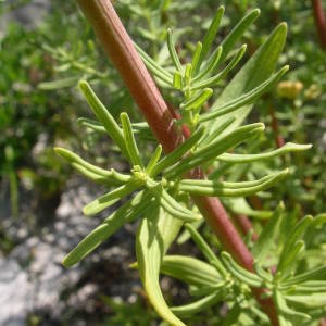 Photographie n°1967914 du taxon Hypericum hyssopifolium Chaix [1785]