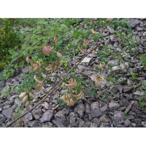 Colutea brevialata Lange (Baguenaudier de France)