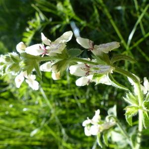 Photographie n°1967959 du taxon Stachys recta L.